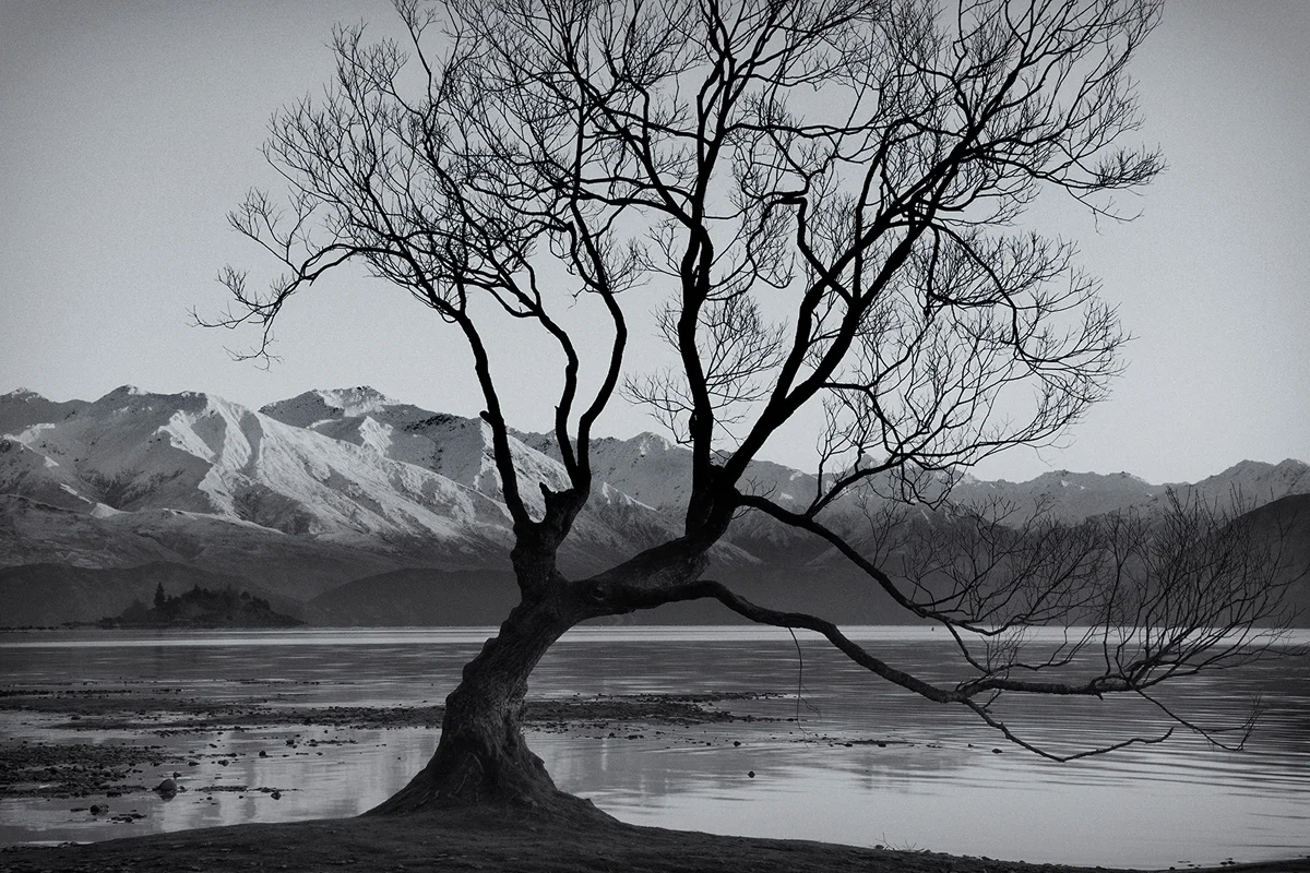 Wanaka Tree