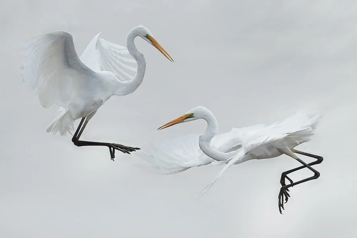 Egret Dispute
