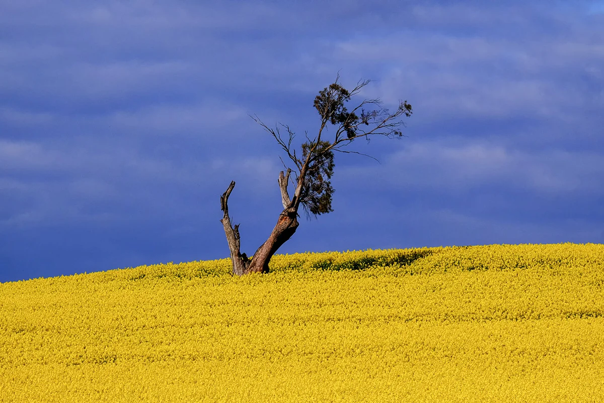 Canola Field
