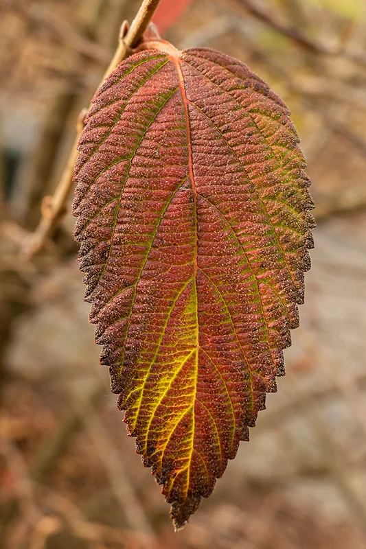 Lone Autumn Leaf