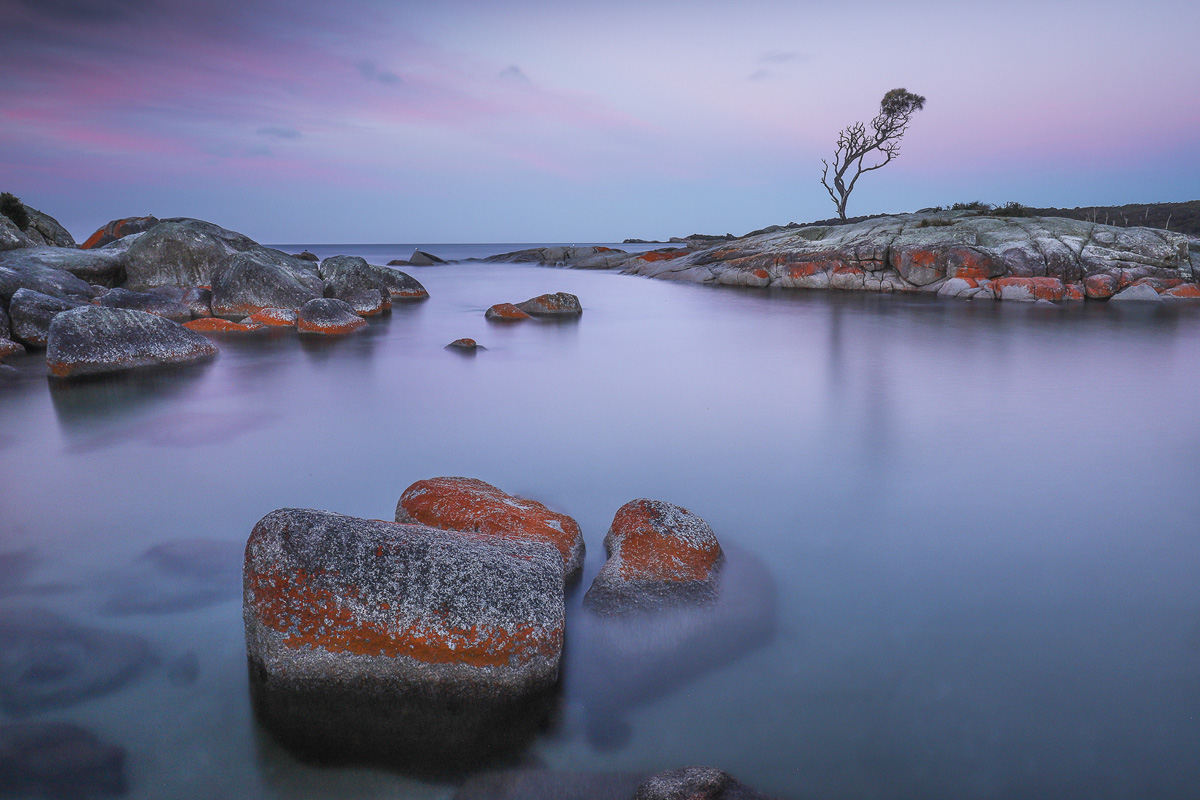 Lonely Tree