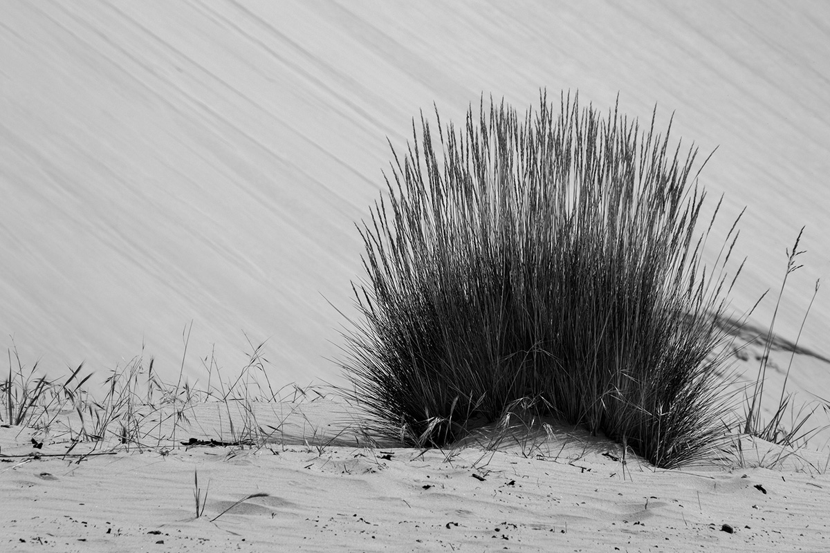 Dune Grass