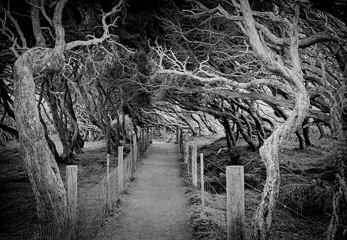 Anglesea Track