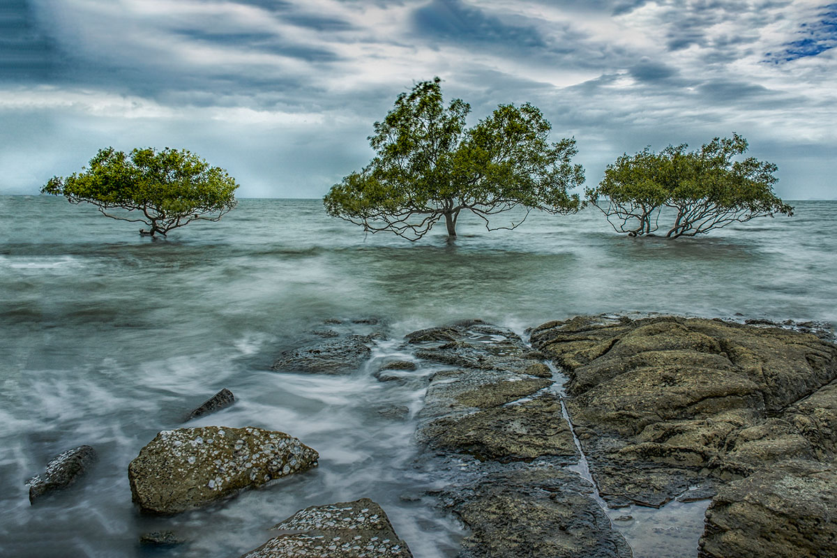 Three Trees