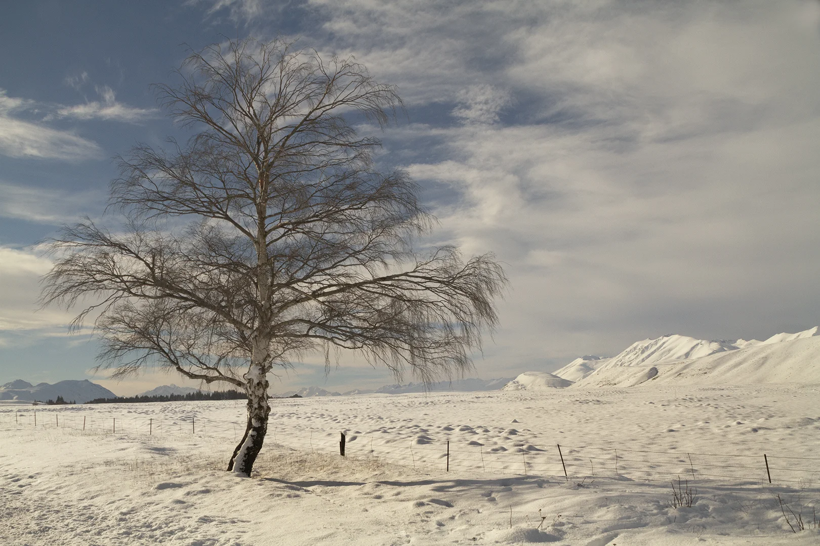 Beech in Snow