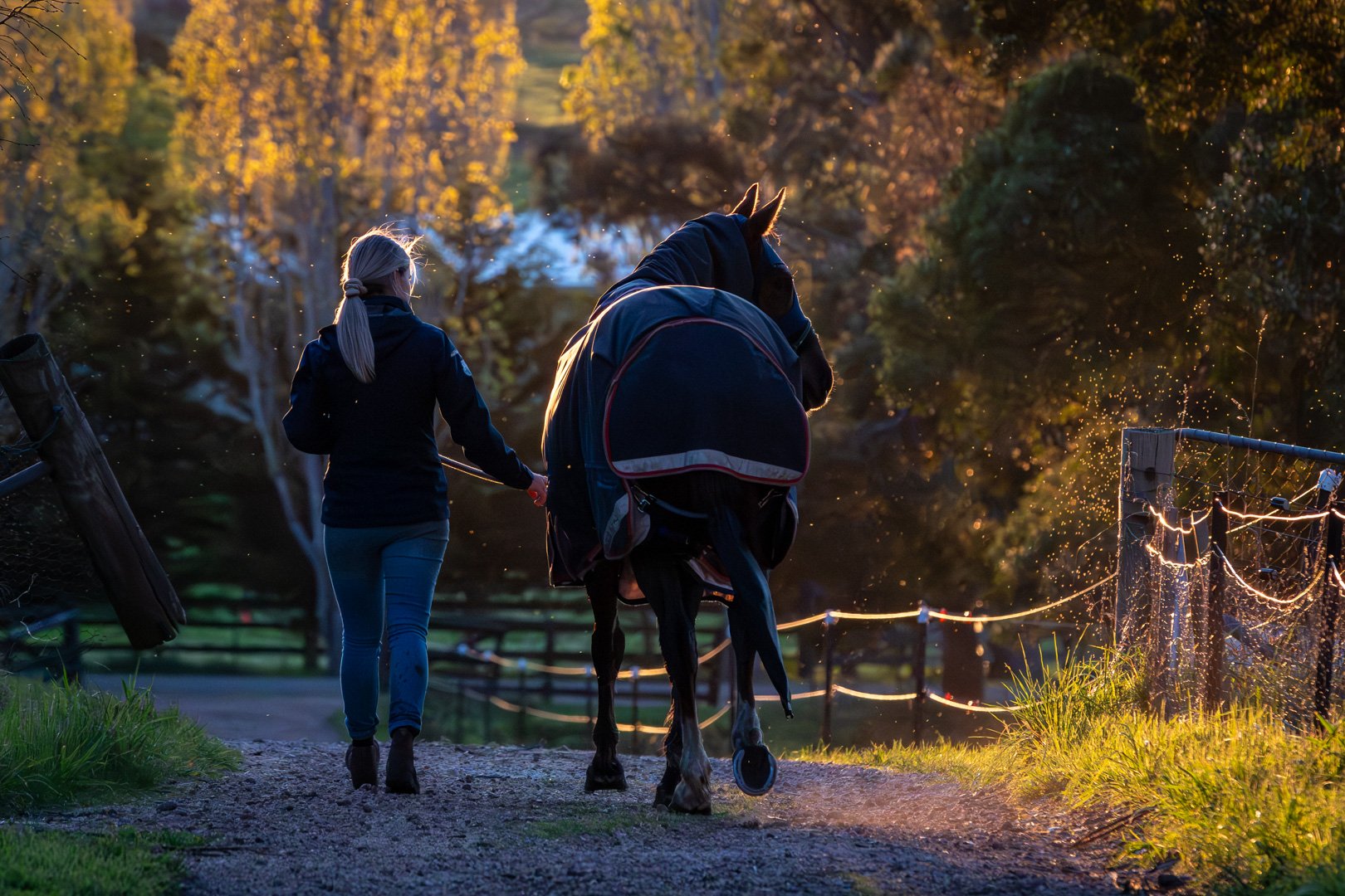 Evening Light