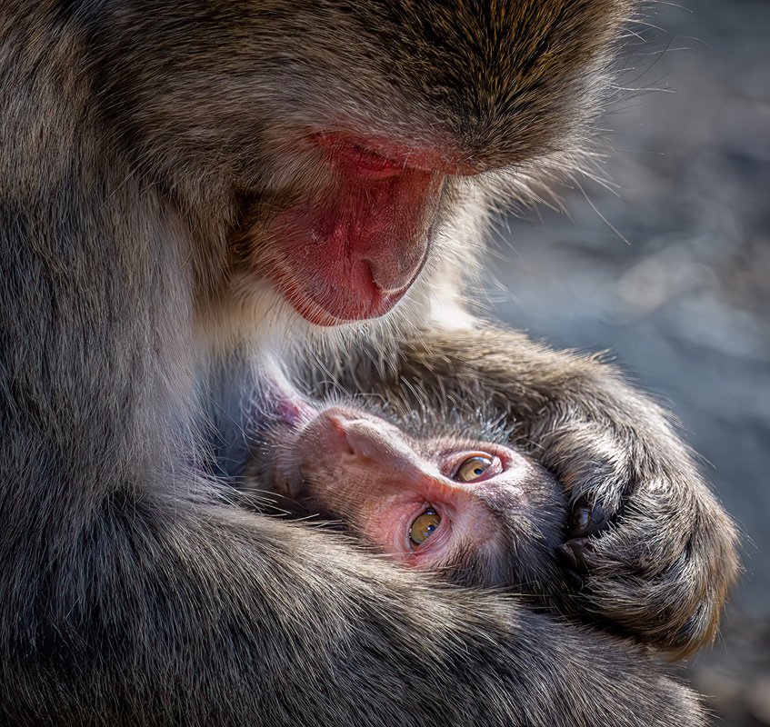 'Safe in the Arms of Mum' by Alan Murray