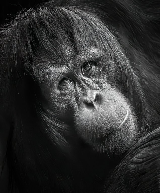 Oran Utan Portrait