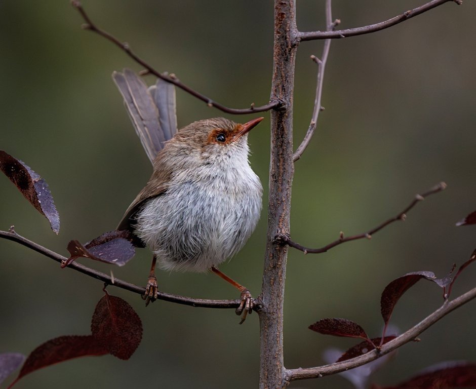 Female Wren