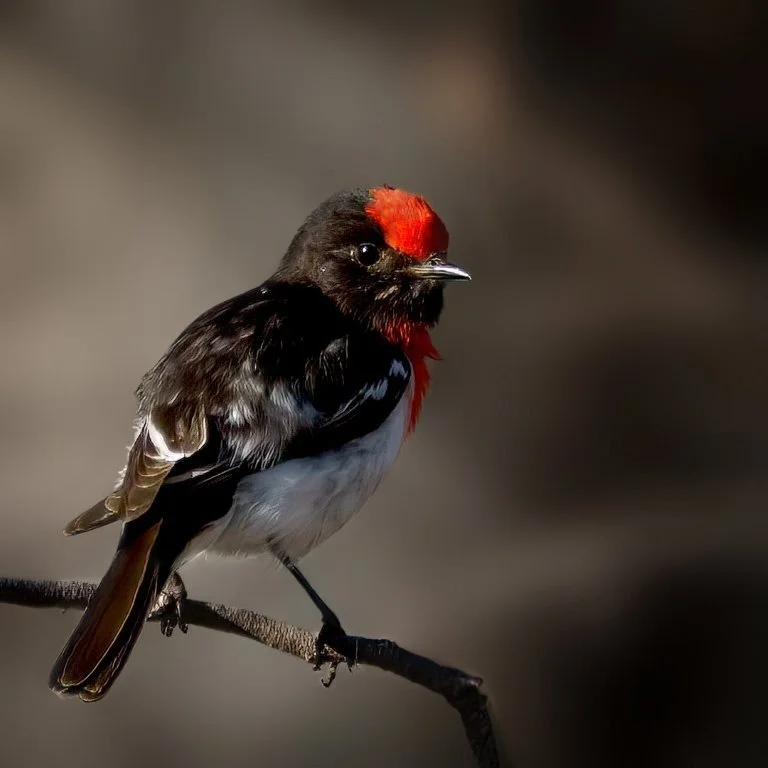 Red Capped Robin