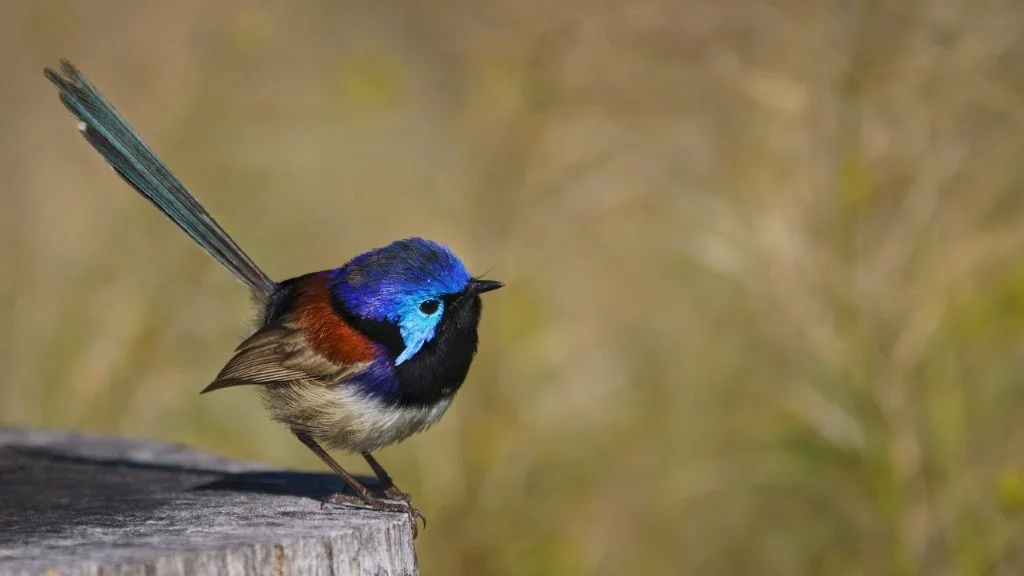 Variegated Fairy Wren at Rest