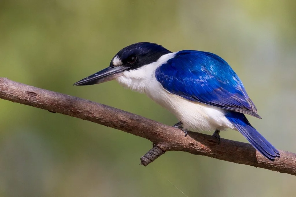 Forest Kingfisher