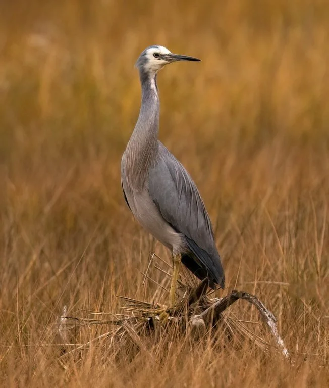 White Faced Herron