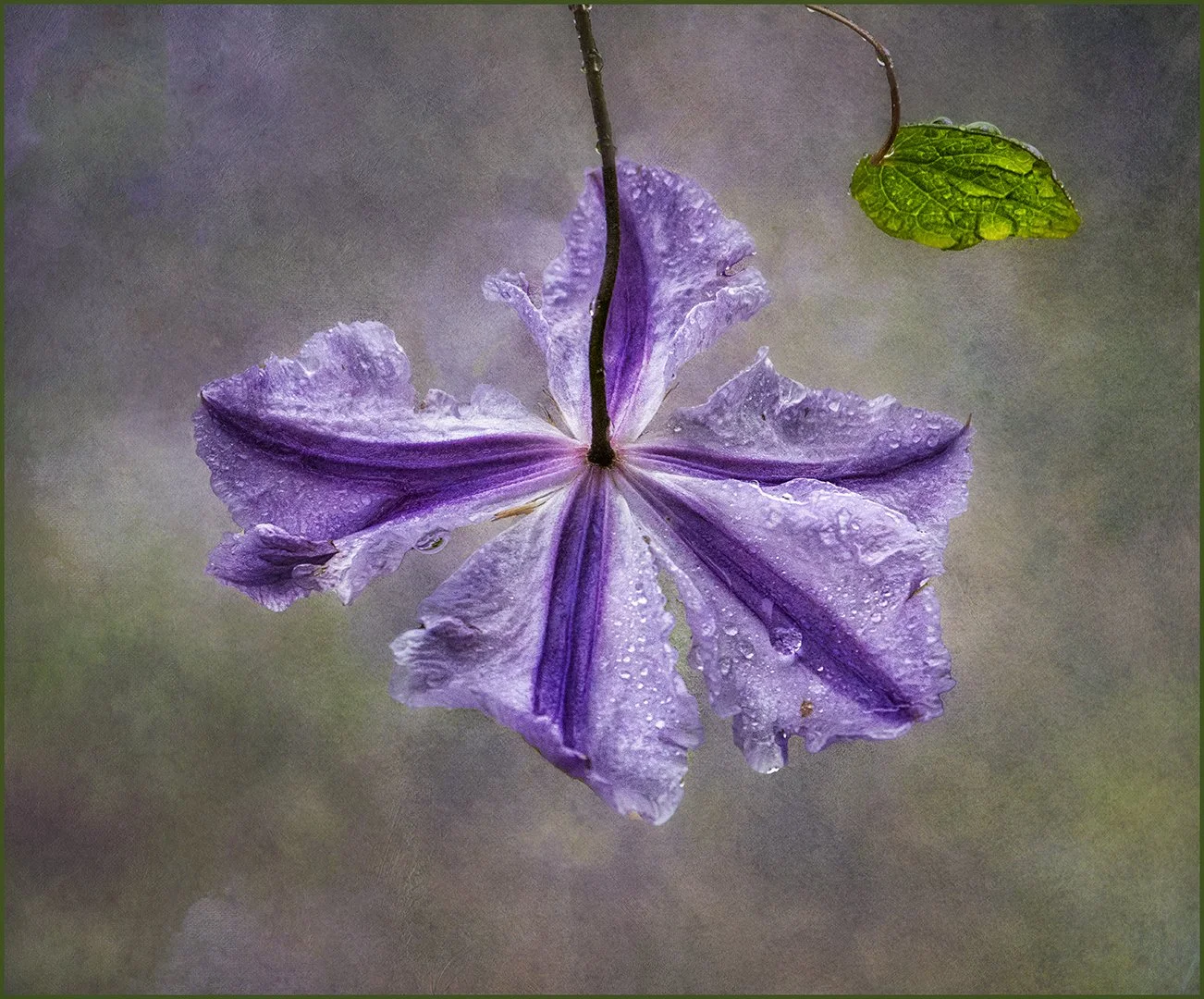 The Beauty of Flowers