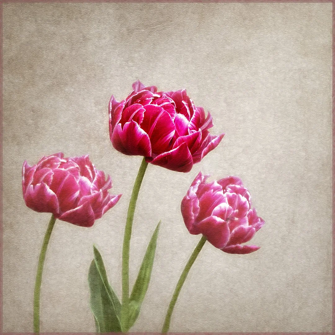 The Beauty of Flowers