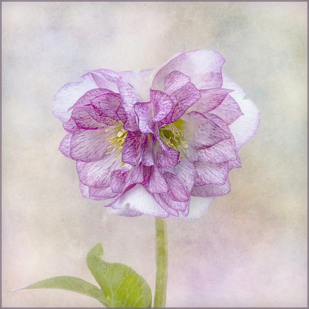 The Beauty of Flowers