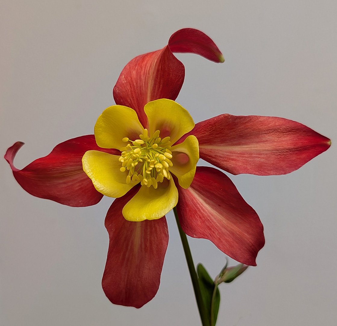 My Garden Flowers