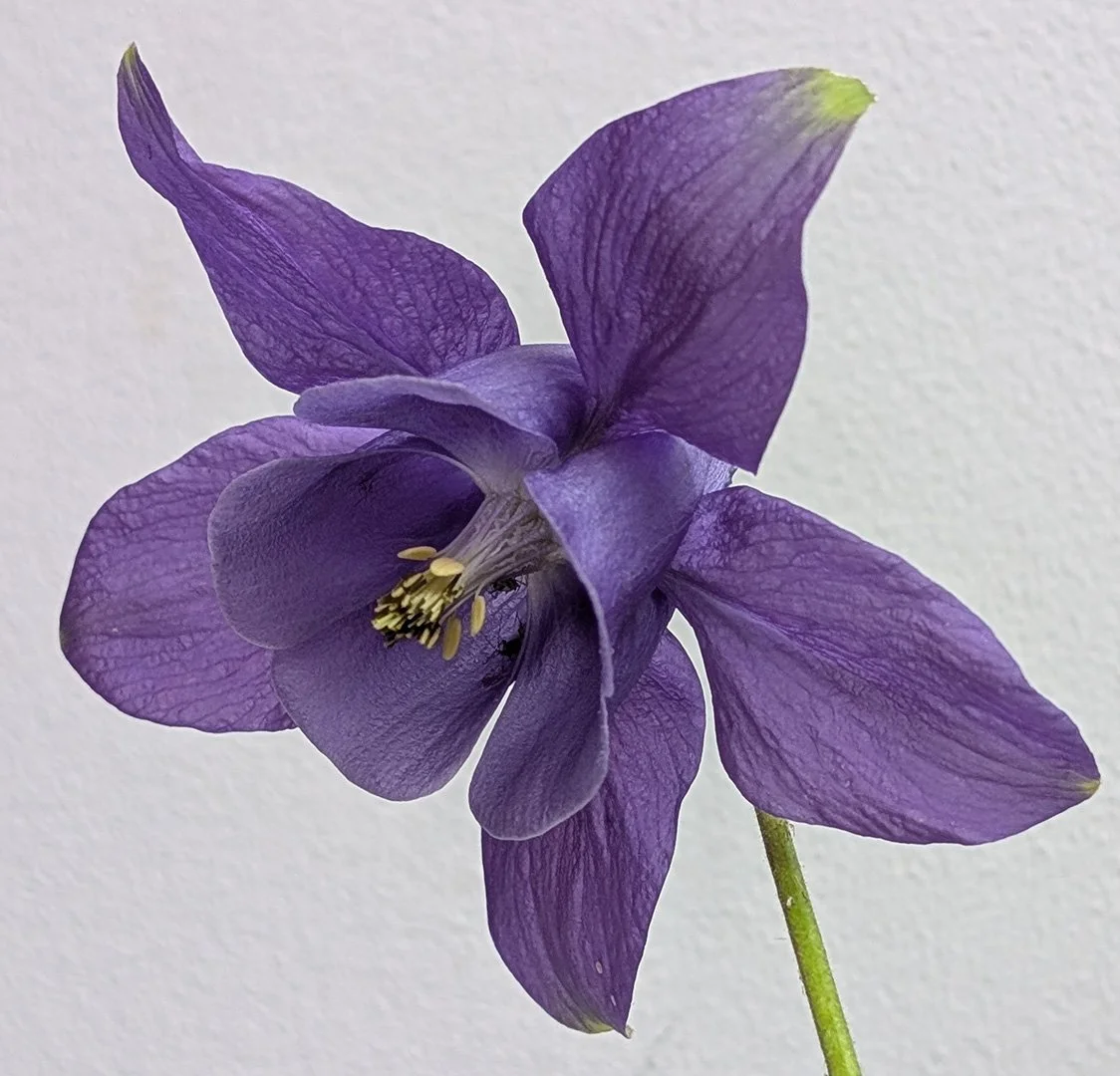 My Garden Flowers