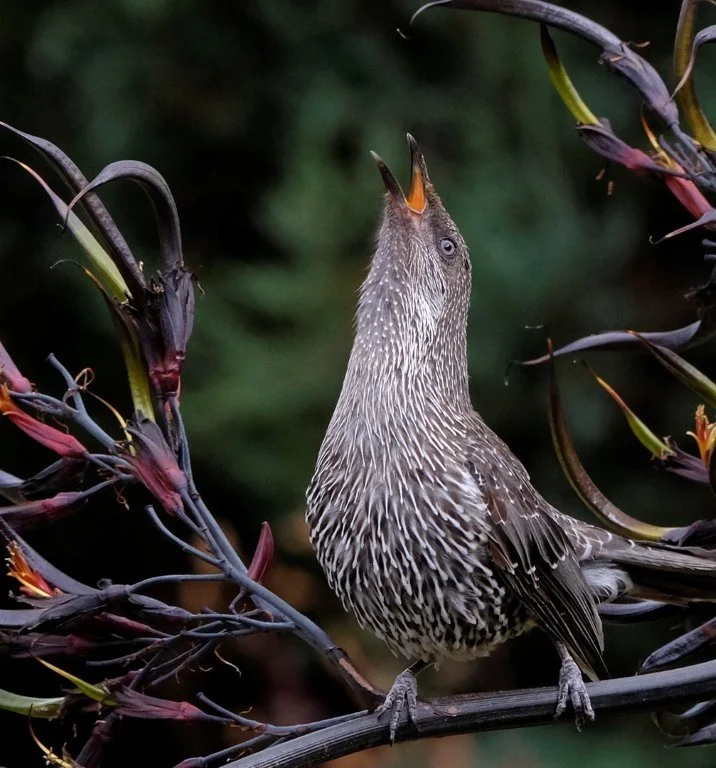 Wattlebird