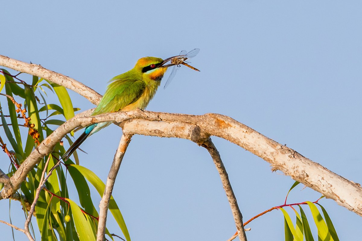 Rainbow Bee-Eater & Dinner by Bron Mathews