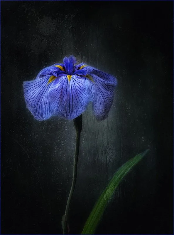 Iris Petals by Nadia Trevan
