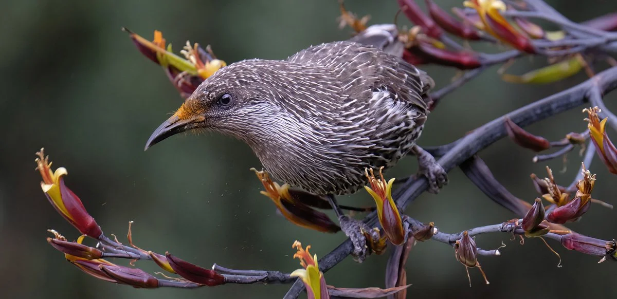 Wattlebird by Rod Oliver