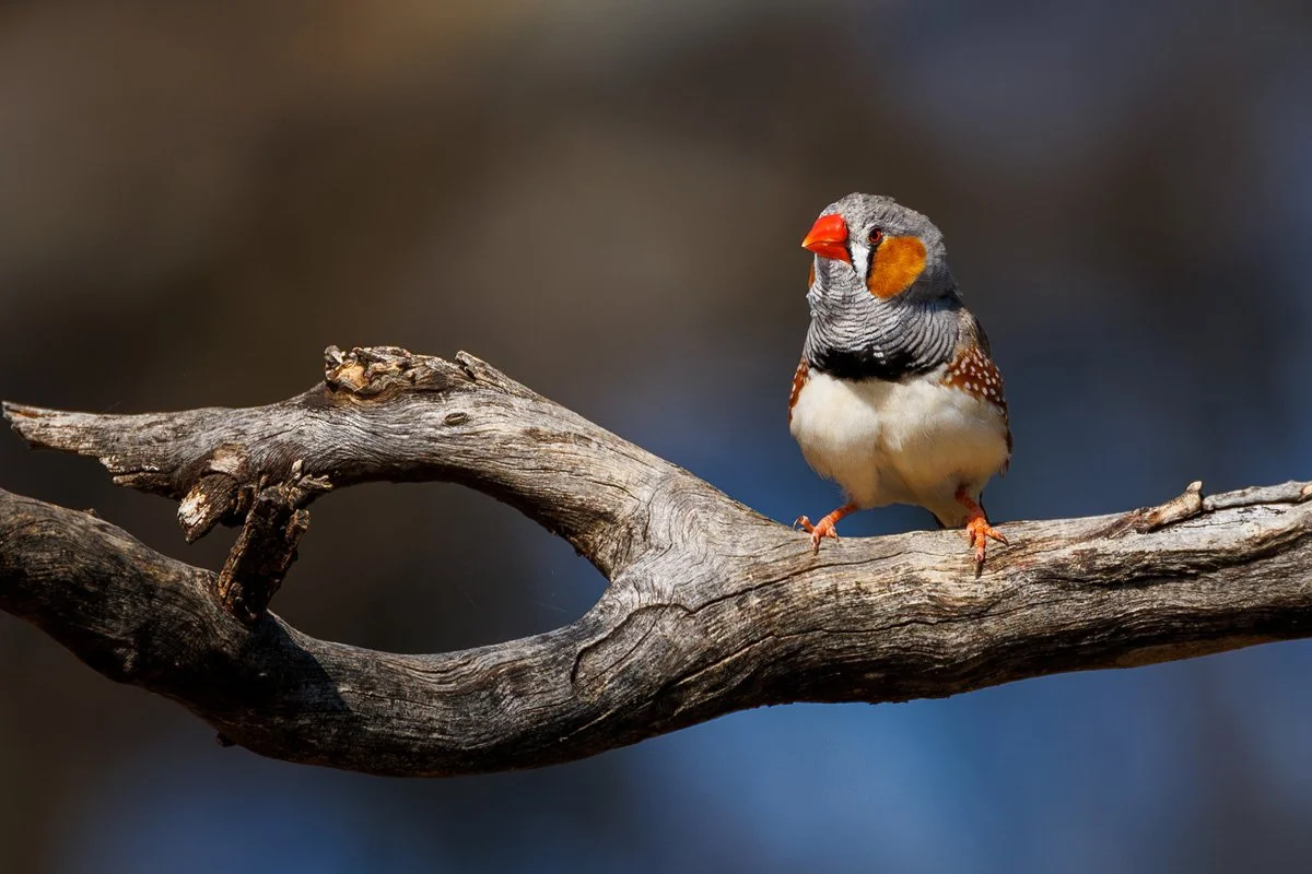 'Zebra Finch' by Bron Matthews