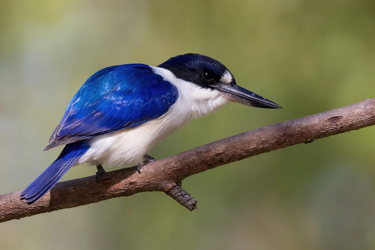 'Forest Kingfisher' by Bron Matthews