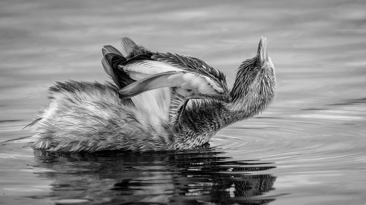'Morning Yoga' by Fiona Carter