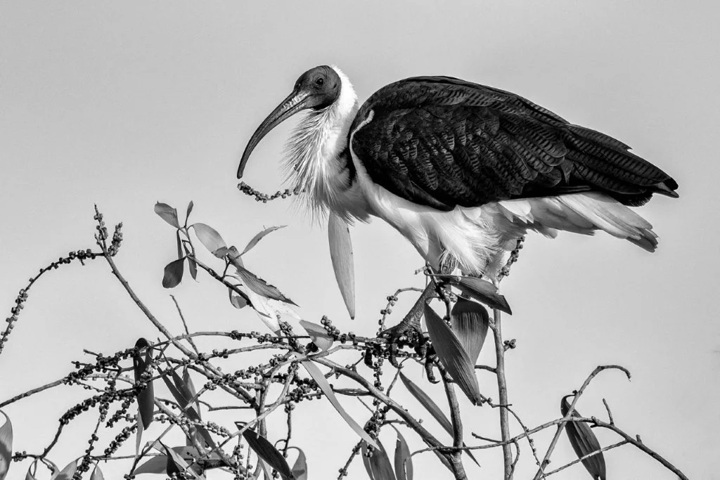 Ibis Looking Down