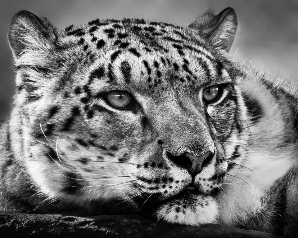 Snow Lepoard Portrait