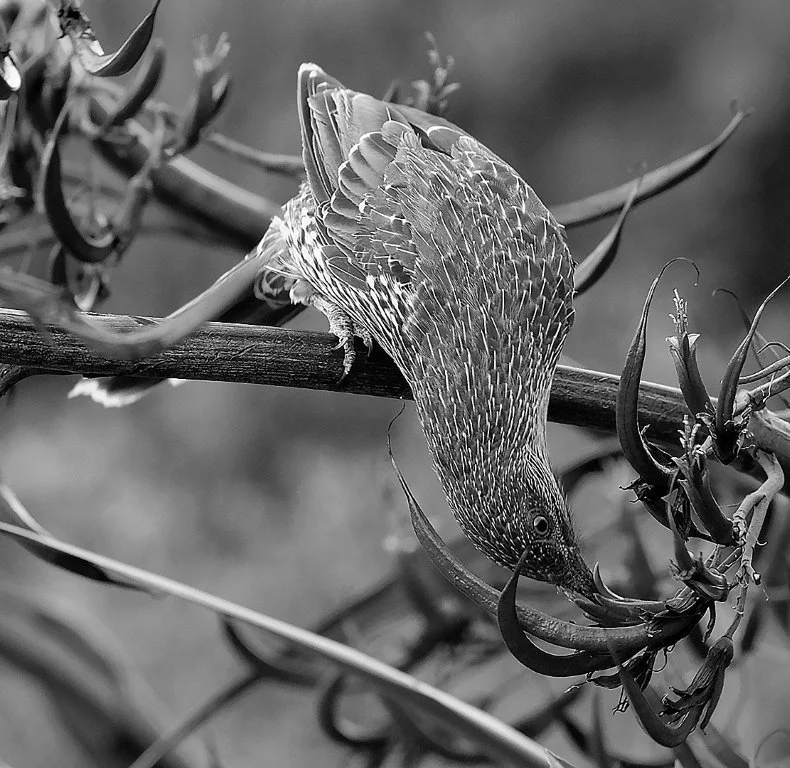 Wattlebird3BW