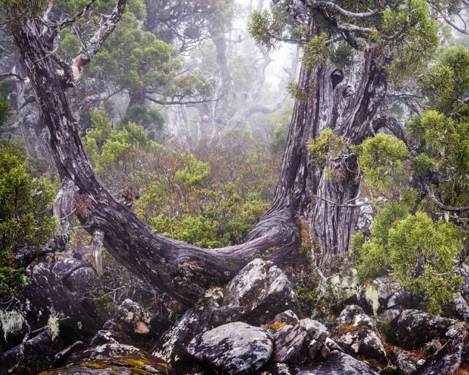 Eye of the Ancient Pencil Pine