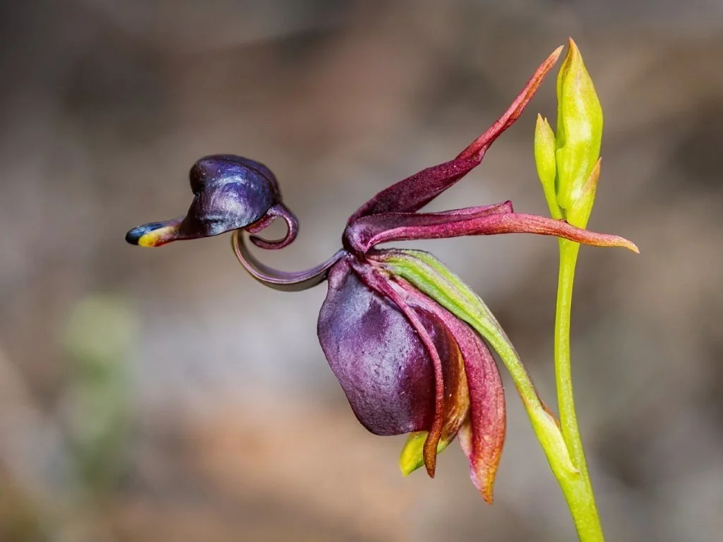 Native Duck Orchid