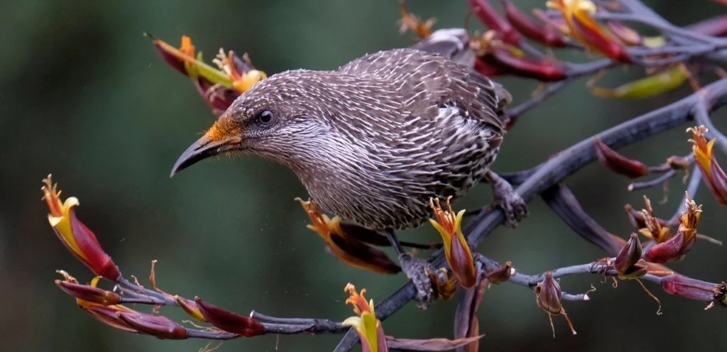 Wattlebird2