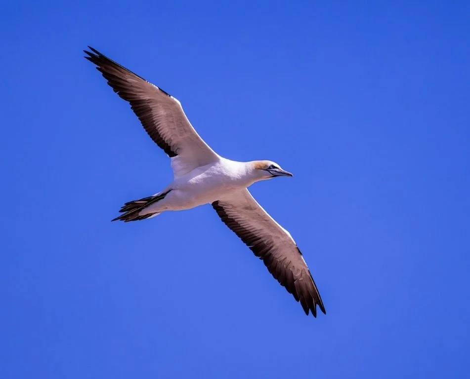 Gannet