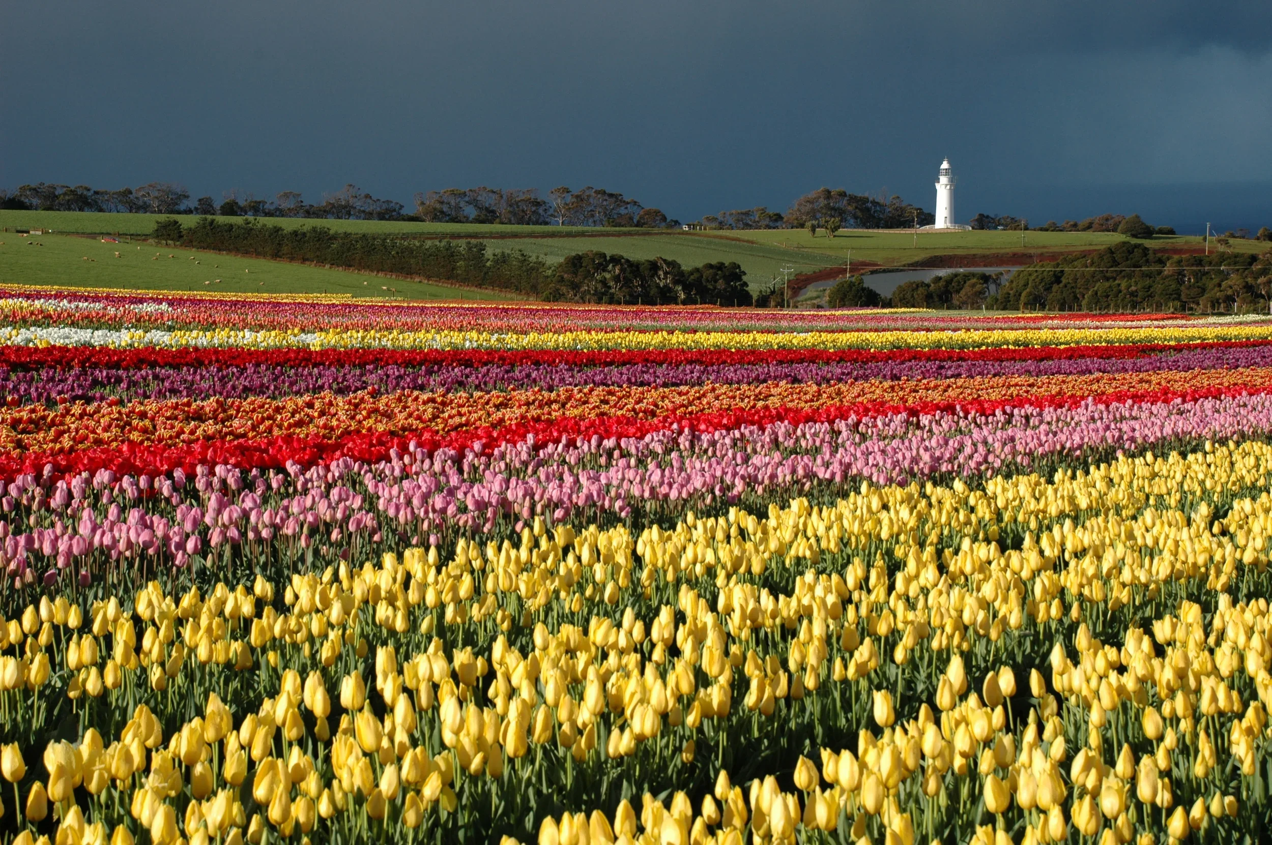Club trip to Table Cape Tulip Farm and Emu Valley Rhododendron Garden