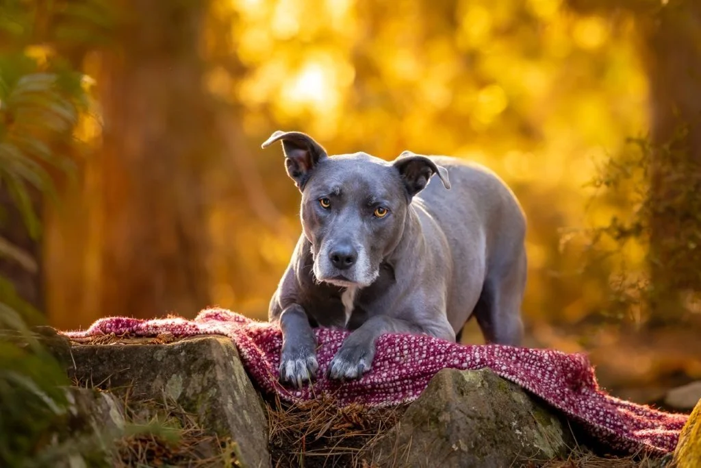 Downward Dog