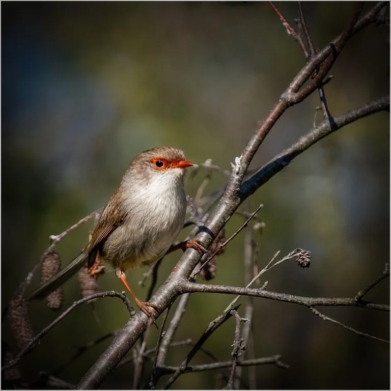 Cute Wren
