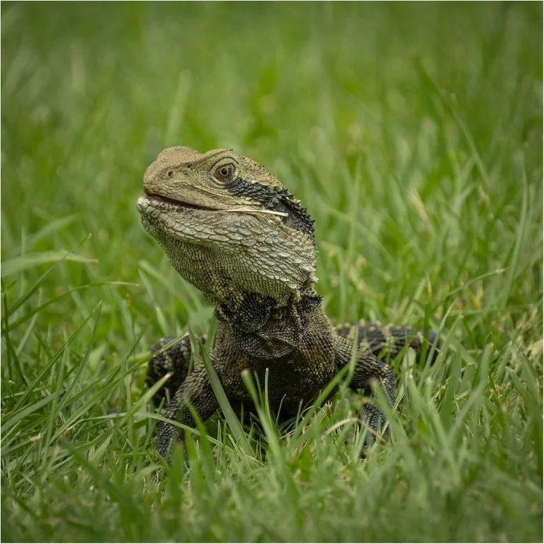 On The Lookout
