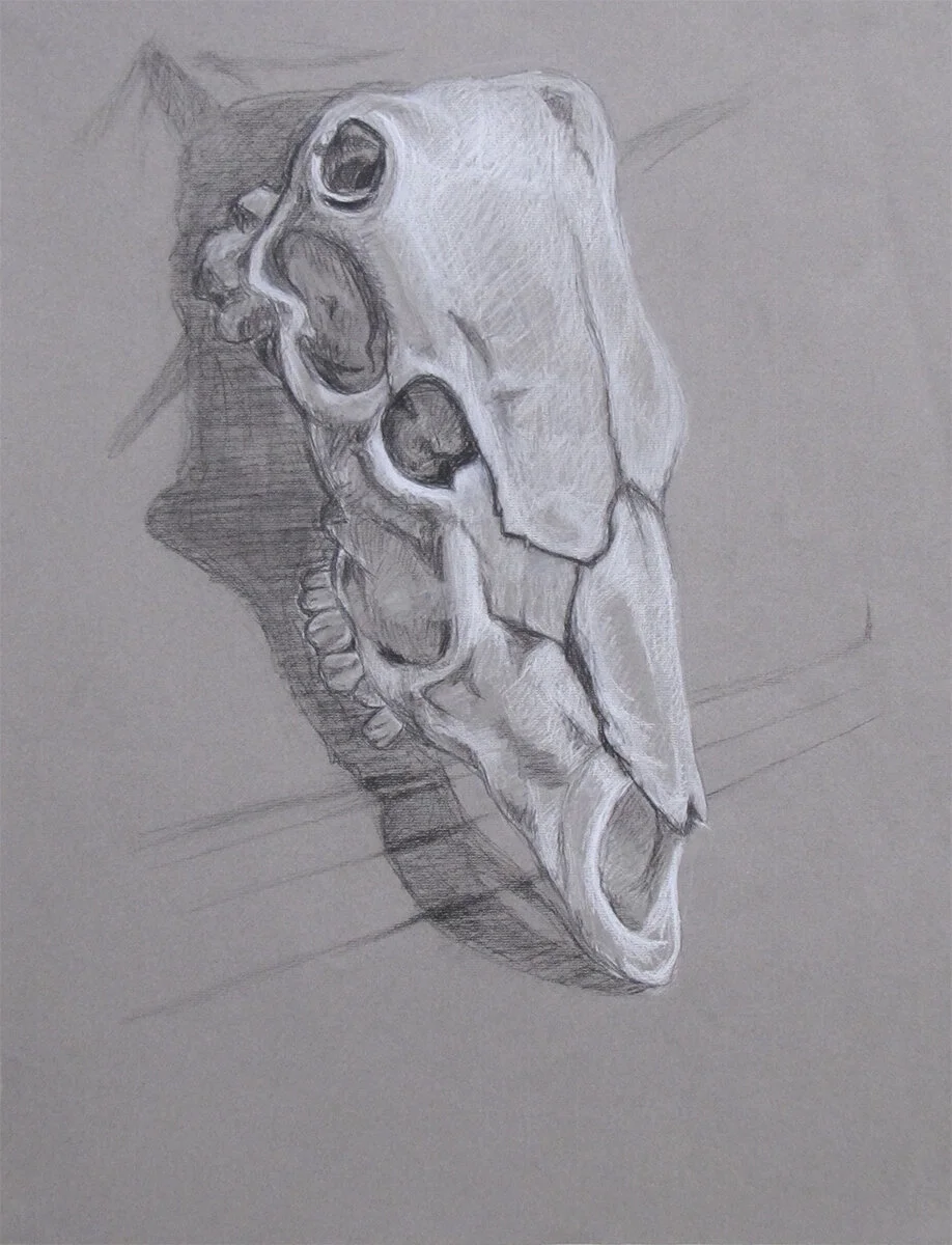 Cow Skull - Still Life