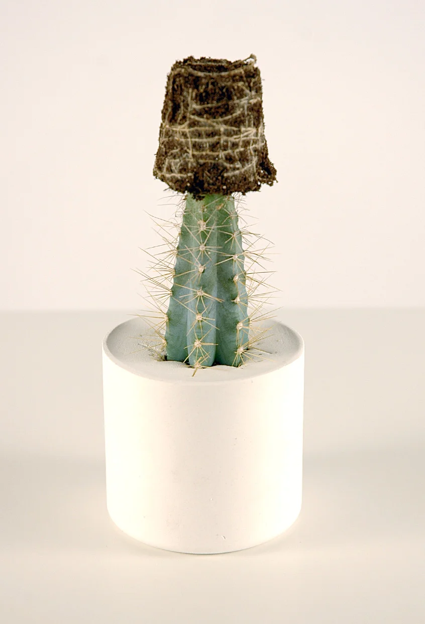 cactus.jpg