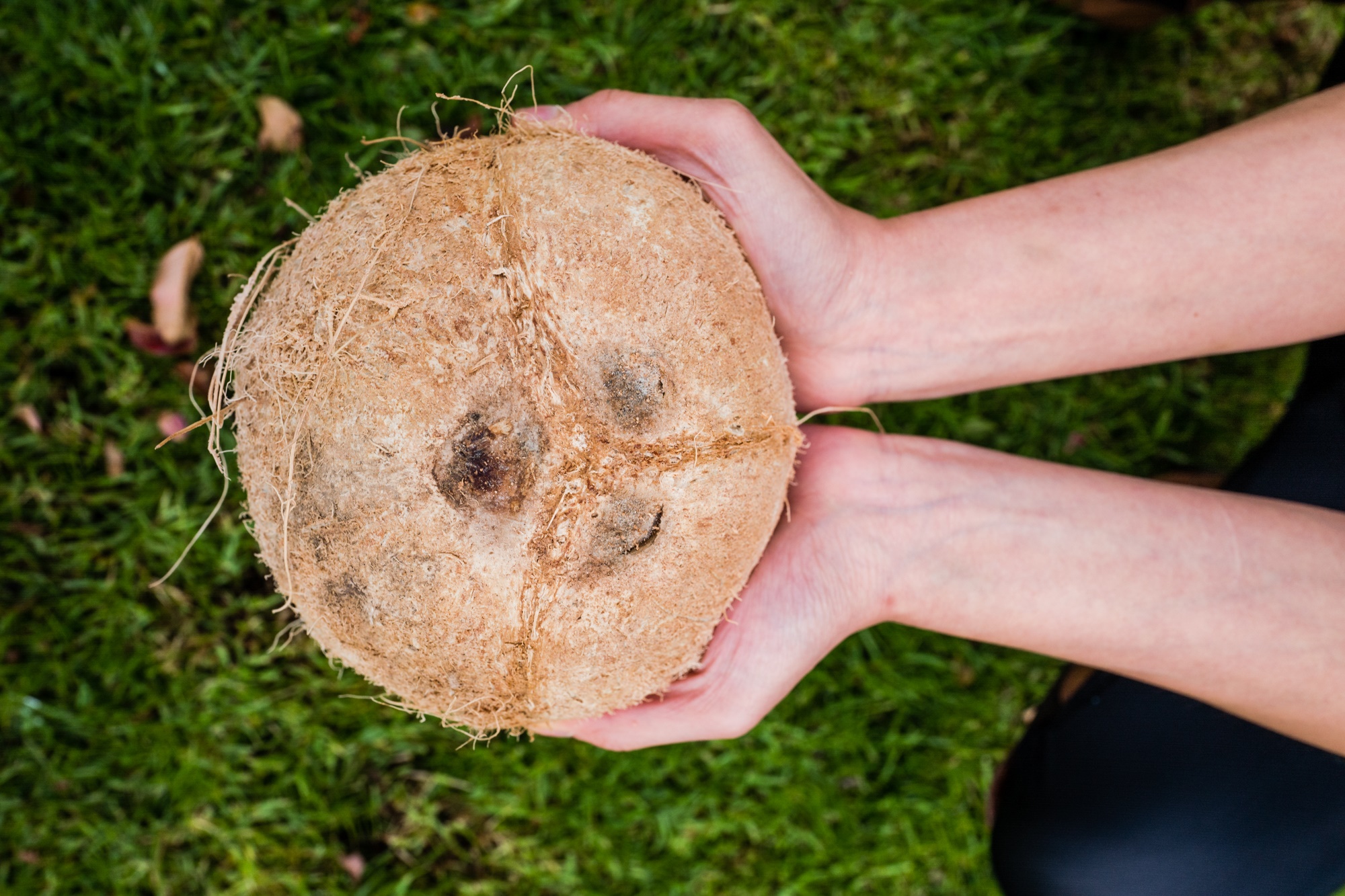 coconut avi.jpg