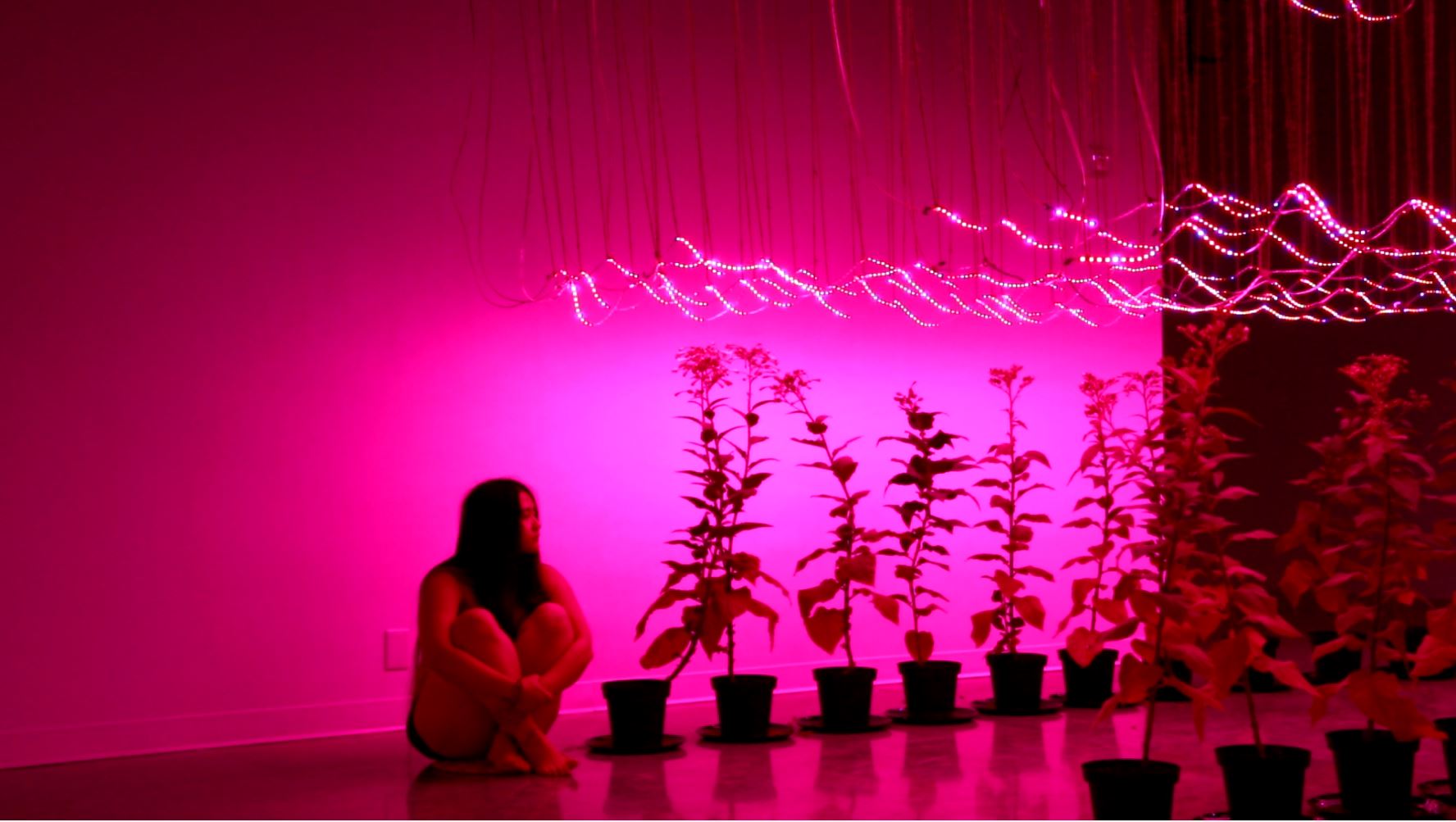 video still of a 2018 performance in the Politics of Weeds exhibition. The artist sits besides a row of plants in fluorescent pink lighting