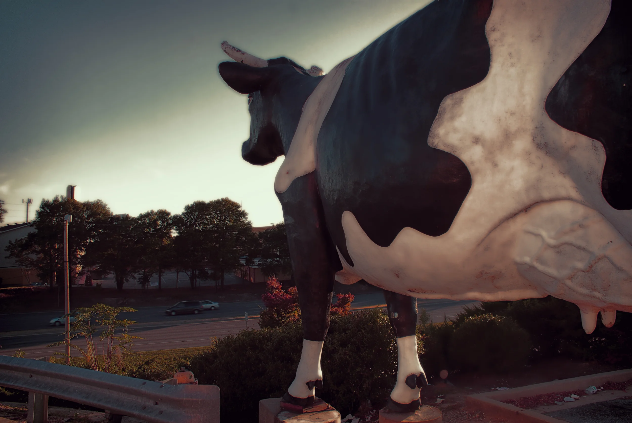 "Has anyone seen my baby?" -Kadie The Cow