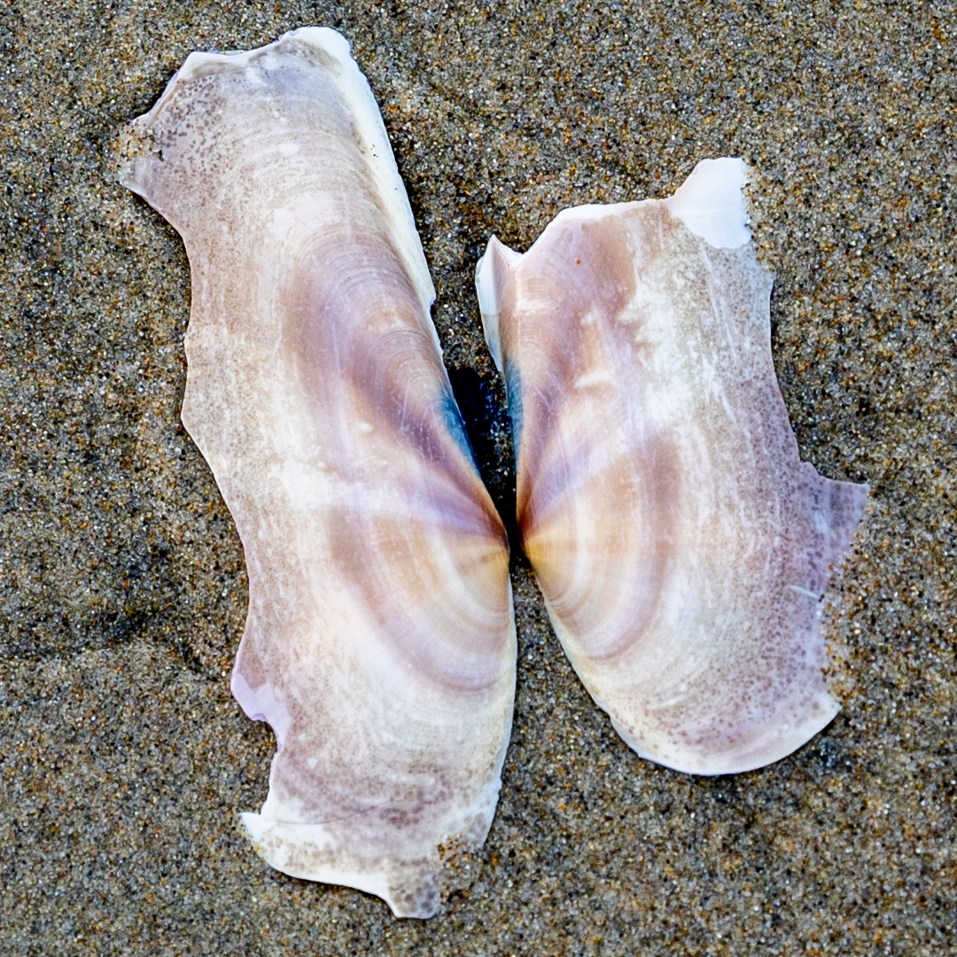 Chasnoff Media Spectrum Palette 1, Seashell from Honeyman Beach, OR.