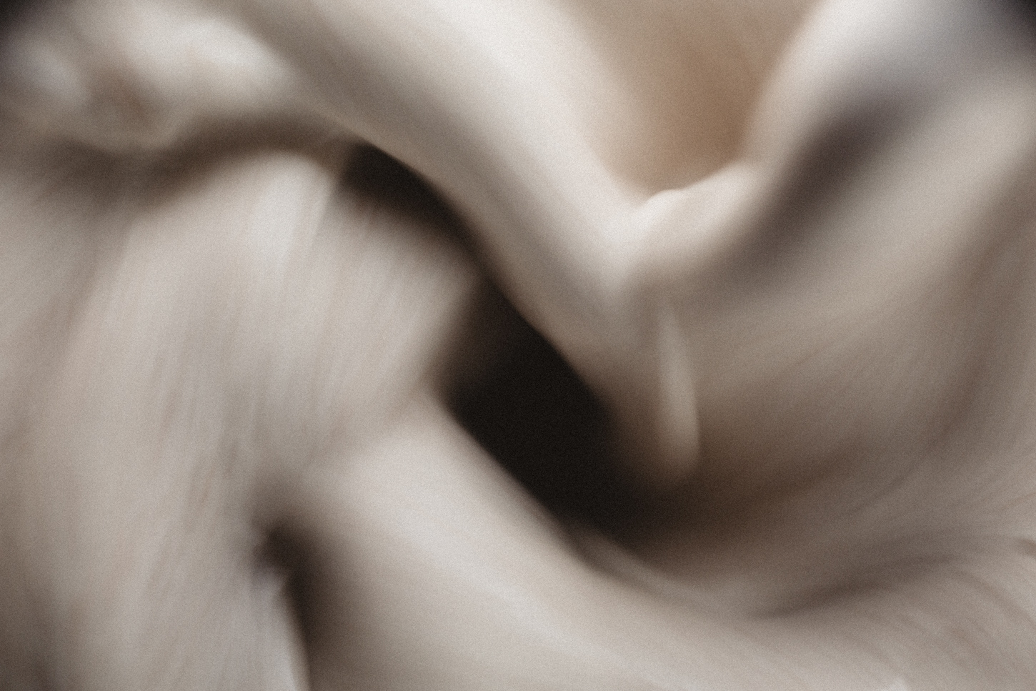 nut_seed_milks_01.jpg
