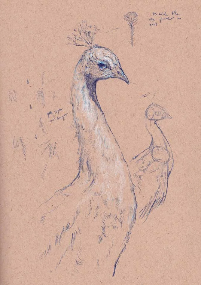 peacock-head.jpg