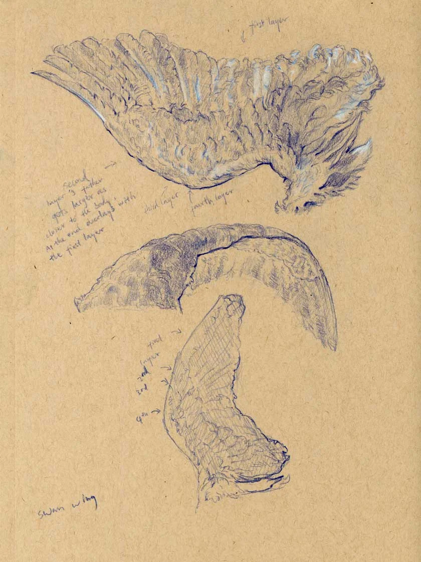 sketch-swan-wing2.jpg