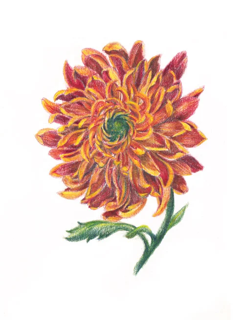 Chrysanthemum.jpg